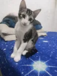 Rabito