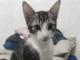 Rabito