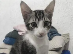 Gato raça SRD-ViraLata idade 2 a 6 meses nome Rabito