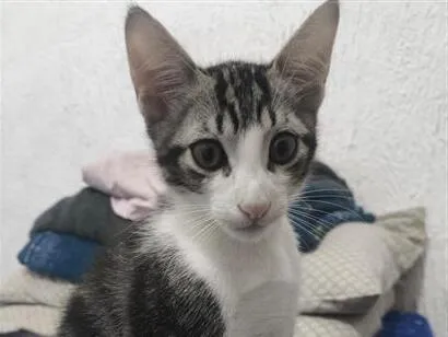 Gato raça SRD-ViraLata idade 2 a 6 meses nome Rabito