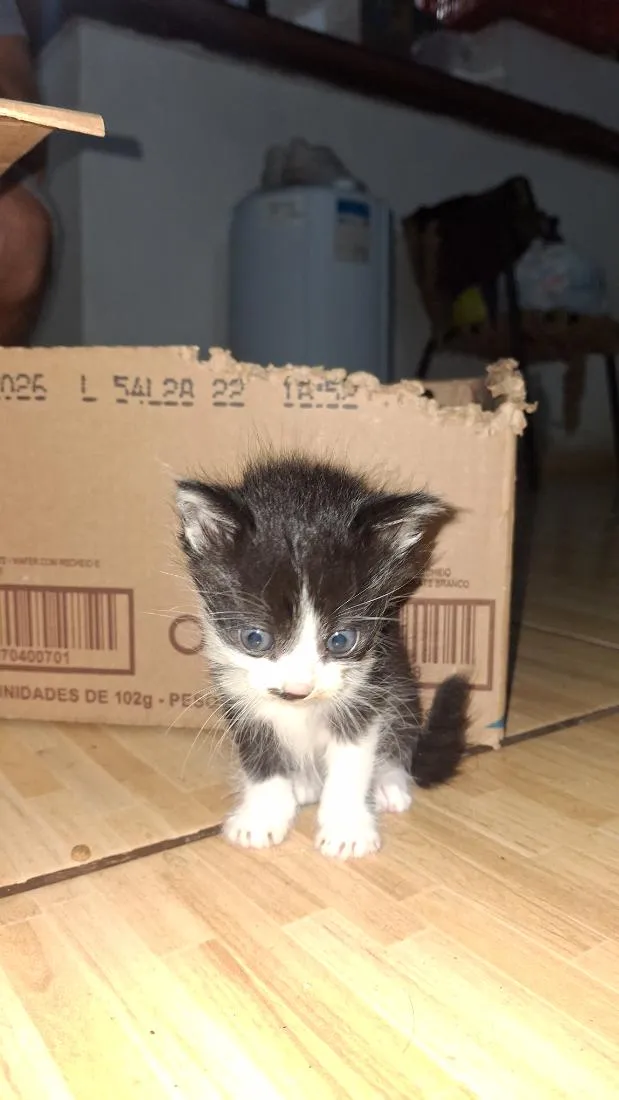 Gato raça SRD-ViraLata idade 2 a 6 meses nome Carlinhos e Afonsinho 