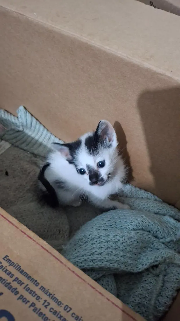 Gato raça SRD-ViraLata idade 2 a 6 meses nome Carlinhos e Afonsinho 