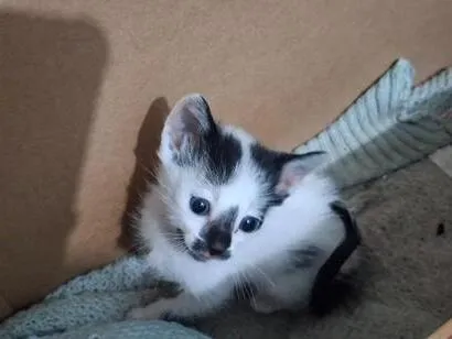 Gato raça SRD-ViraLata idade 2 a 6 meses nome Carlinhos e Afonsinho 