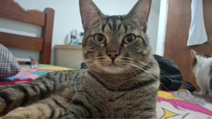 Gato raça SRD-ViraLata idade 2 anos nome Alba, Afonso e Jorge 