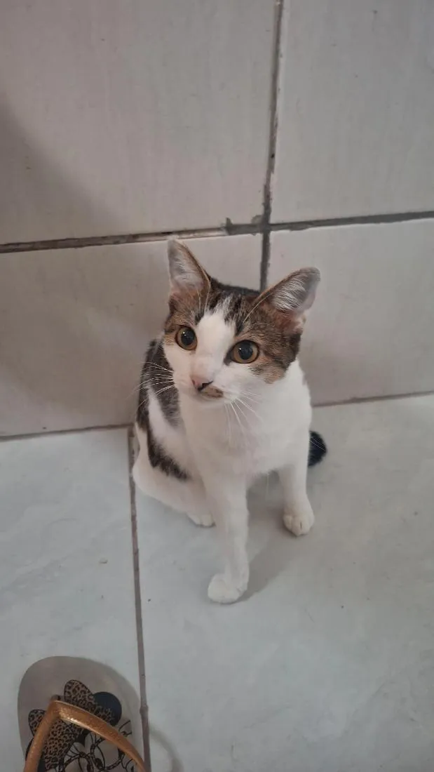 Gato raça SRD-ViraLata idade 2 anos nome Alba, Afonso e Jorge 
