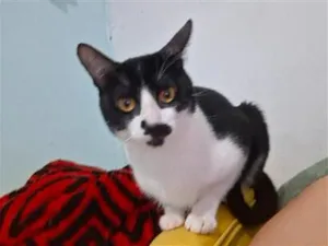 Gato raça SRD-ViraLata idade 2 anos nome Alba, Afonso e Jorge 