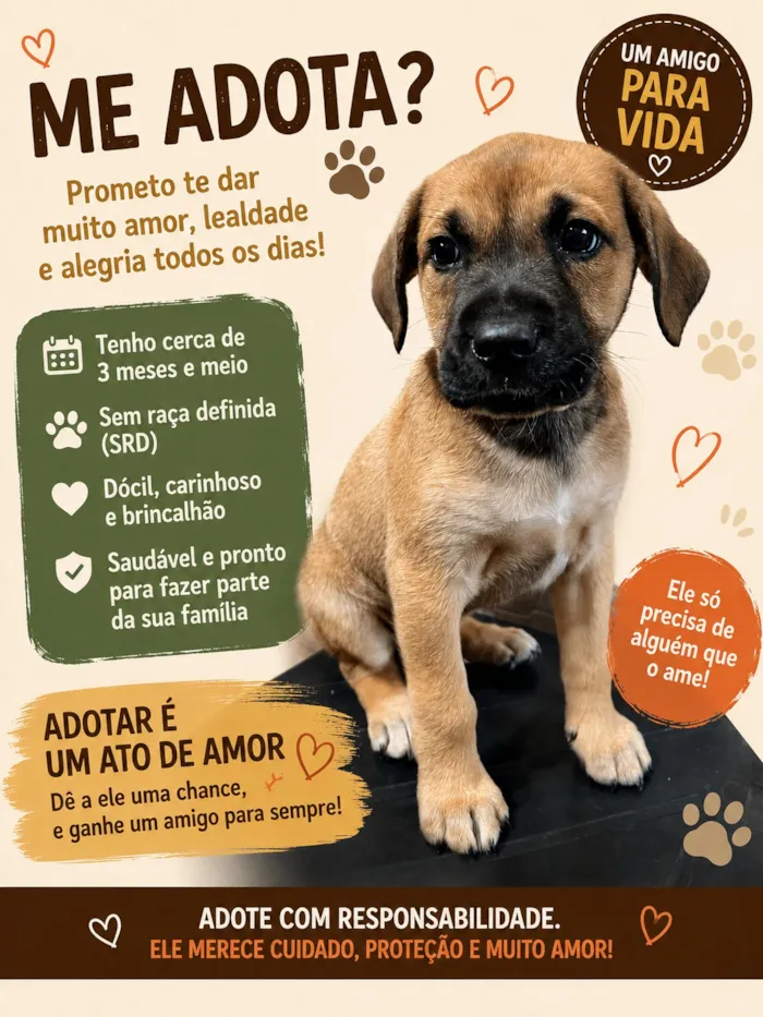 Cachorro raça SRD-ViraLata idade 2 a 6 meses nome ravi