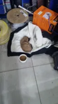ravi