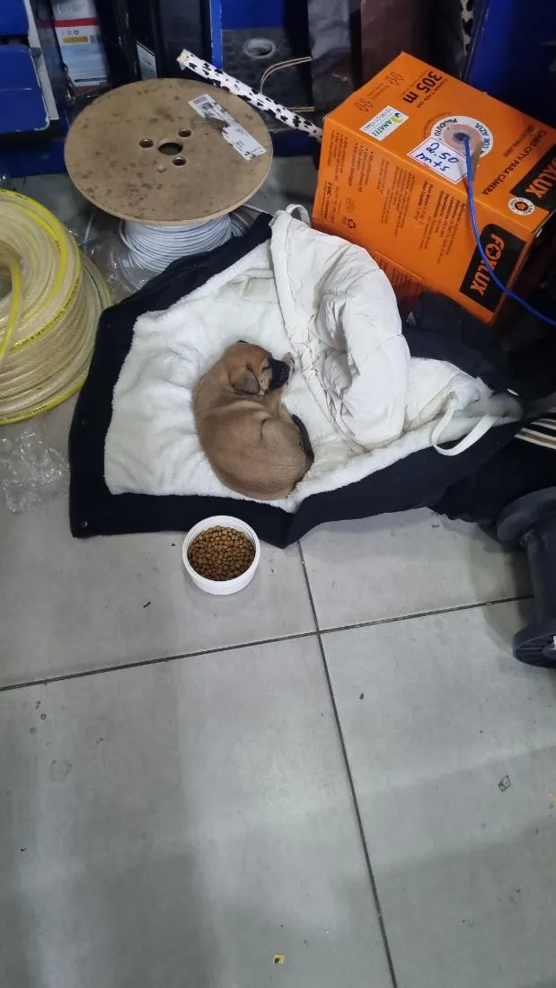 Cachorro raça SRD-ViraLata idade 2 a 6 meses nome ravi