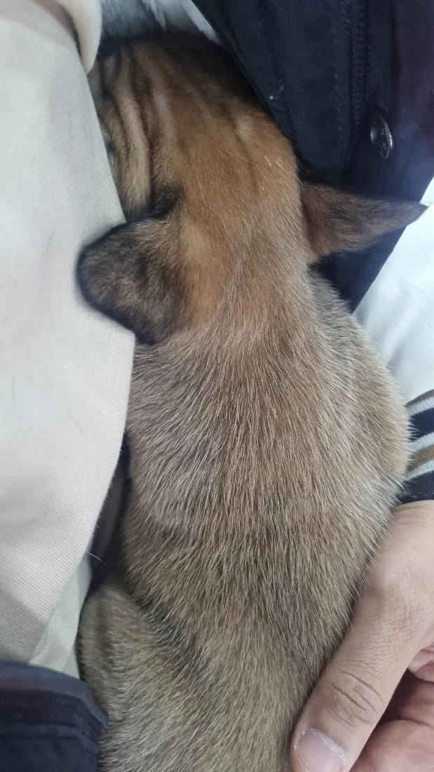 Cachorro raça SRD-ViraLata idade 2 a 6 meses nome ravi