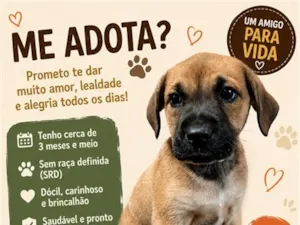 Cachorro raça SRD-ViraLata idade 2 a 6 meses nome ravi