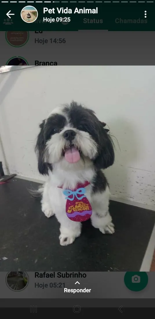 Cachorro raça Shitzu idade 3 anos nome Baruque