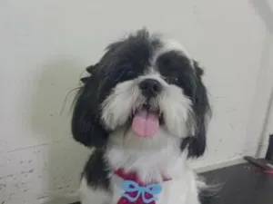 Cachorro raça Shitzu idade 3 anos nome Baruque