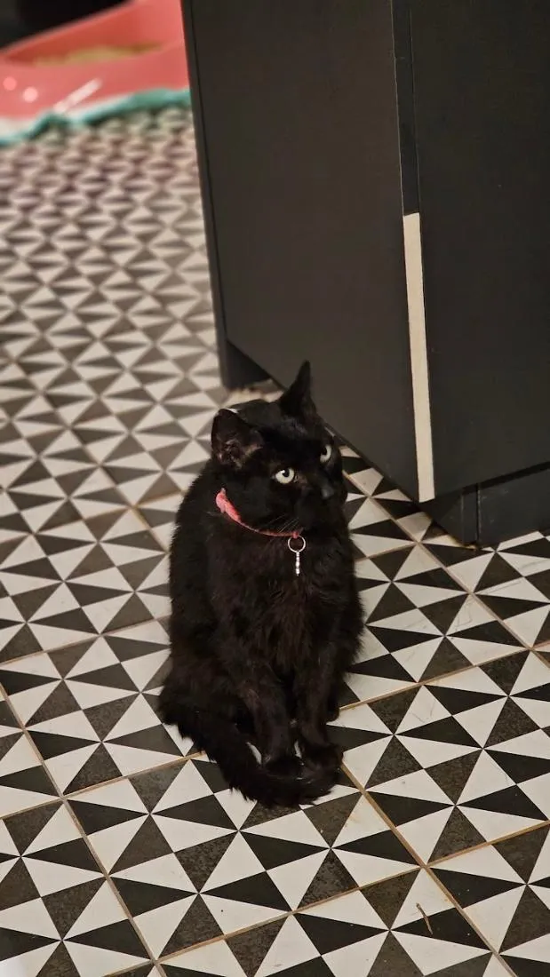 Gato raça SRD-ViraLata idade 3 anos nome Amora