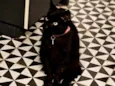 Amora