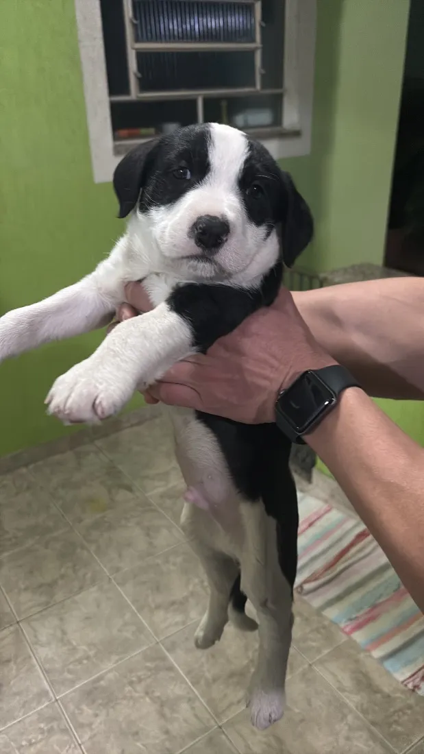 Cachorro raça SRD-ViraLata idade 2 a 6 meses nome Panda (temporário)