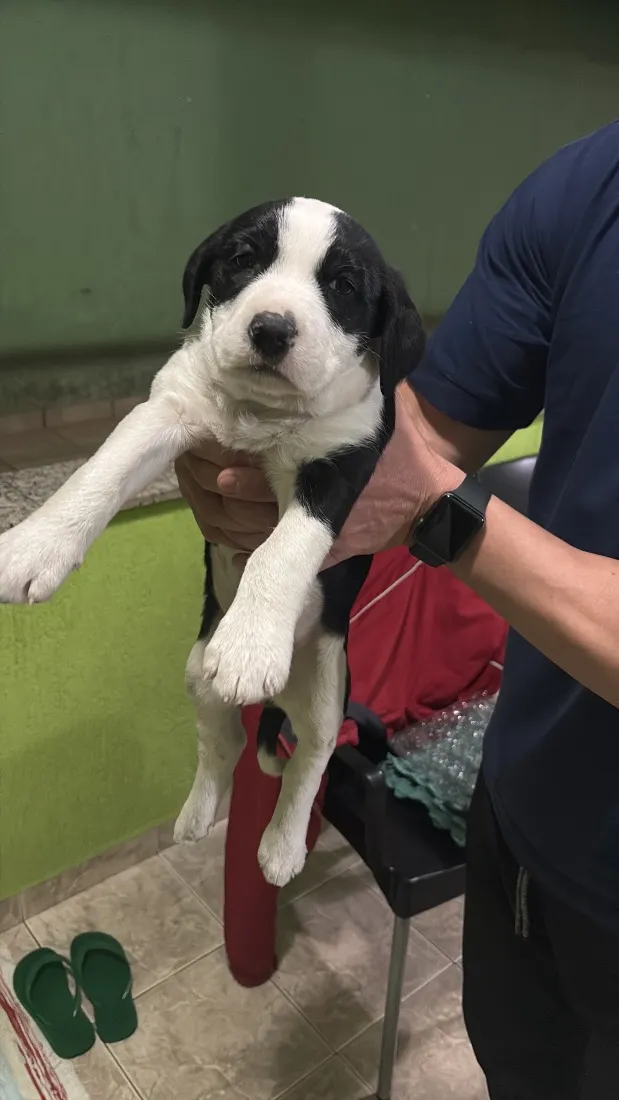 Cachorro raça SRD-ViraLata idade 2 a 6 meses nome Panda (temporário)