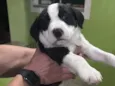 Panda (temporário)