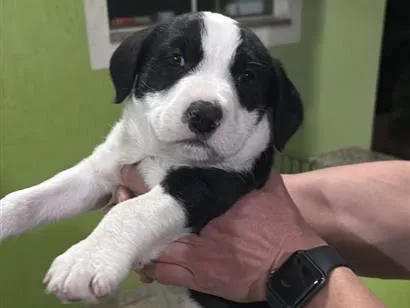 Cachorro raça SRD-ViraLata idade 2 a 6 meses nome Panda (temporário)