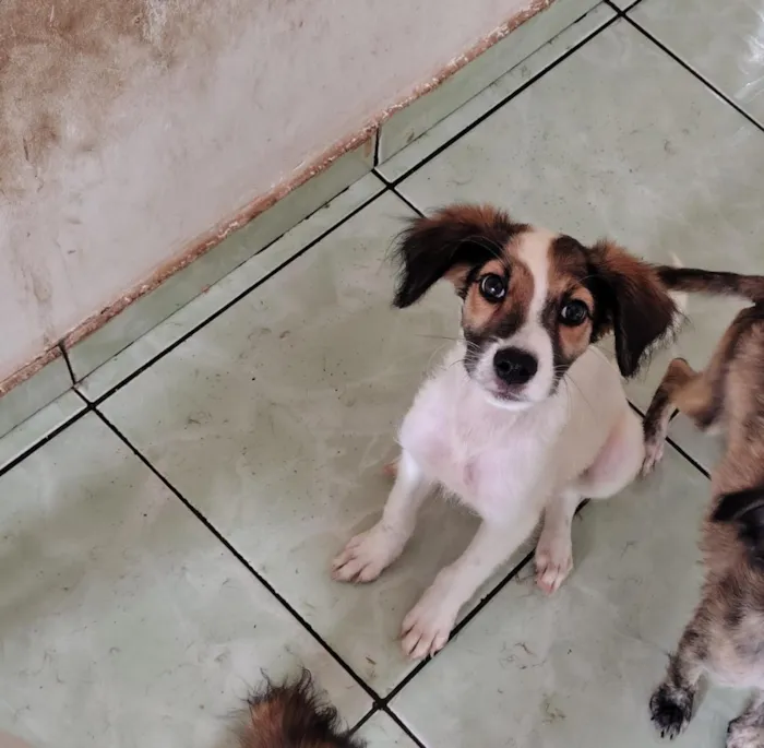 Cachorro raça SRD-ViraLata idade 2 a 6 meses nome sem nome