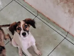Cachorro raça SRD-ViraLata idade 2 a 6 meses nome sem nome