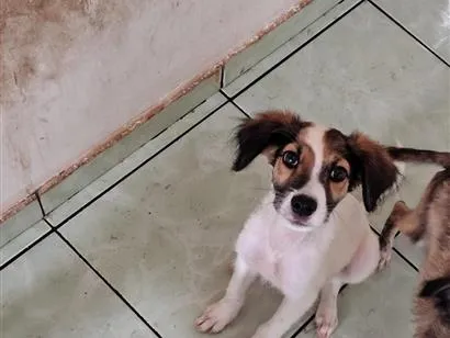 Cachorro raça SRD-ViraLata idade 2 a 6 meses nome sem nome
