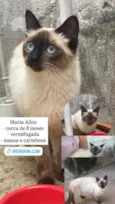 Maria Alice