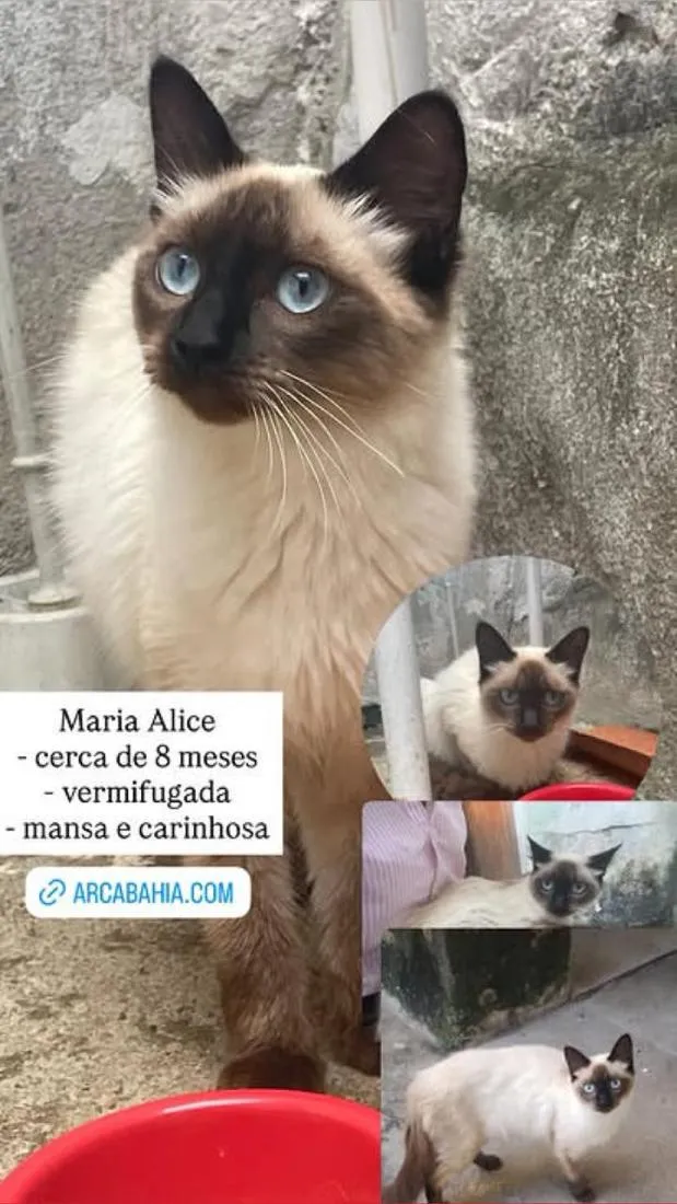 Gato raça Siamês idade 1 ano nome Maria Alice
