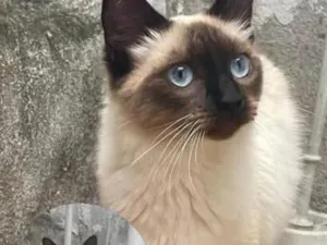 Gato raça Siamês idade 1 ano nome Maria Alice