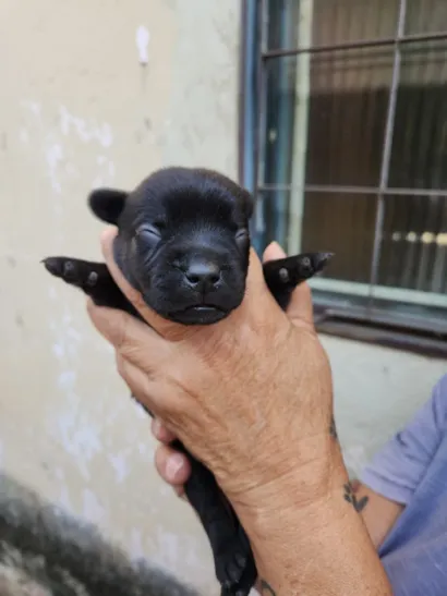 Cachorro raça SRD-ViraLata idade Abaixo de 2 meses nome Filhotes 