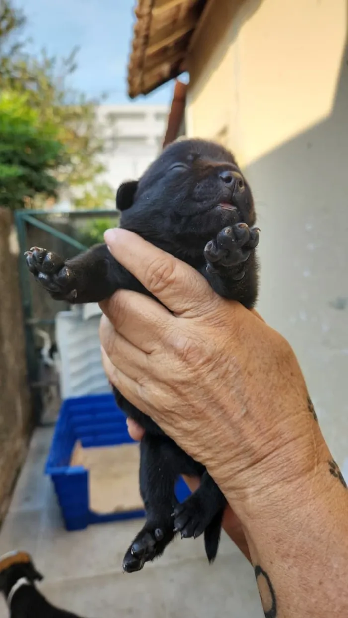 Cachorro raça SRD-ViraLata idade Abaixo de 2 meses nome Filhotes 