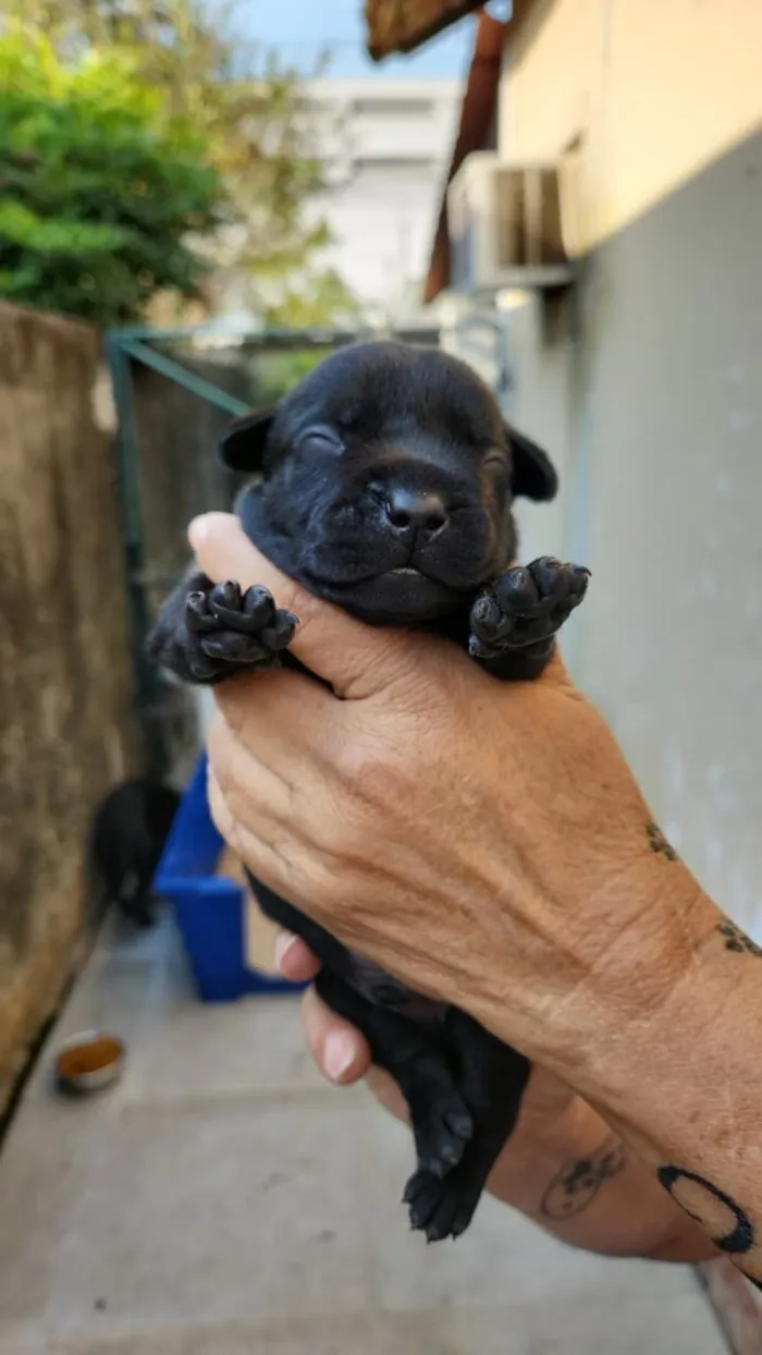 Cachorro raça SRD-ViraLata idade Abaixo de 2 meses nome Filhotes 