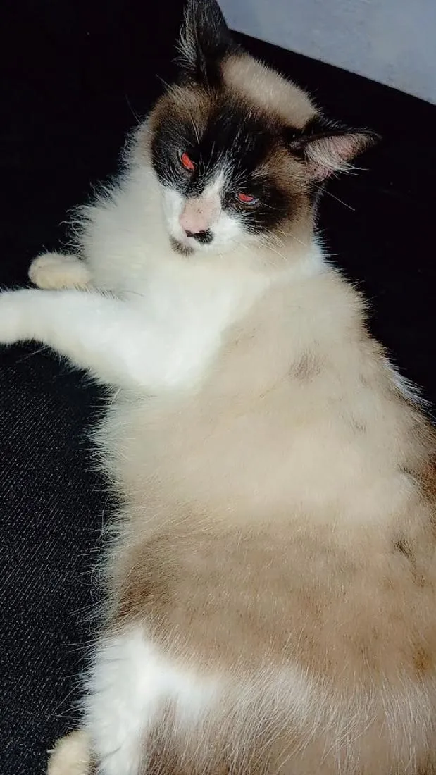 Gato raça SRD-ViraLata idade 1 ano nome Falar com Palloma - Whats 11 96770-8378