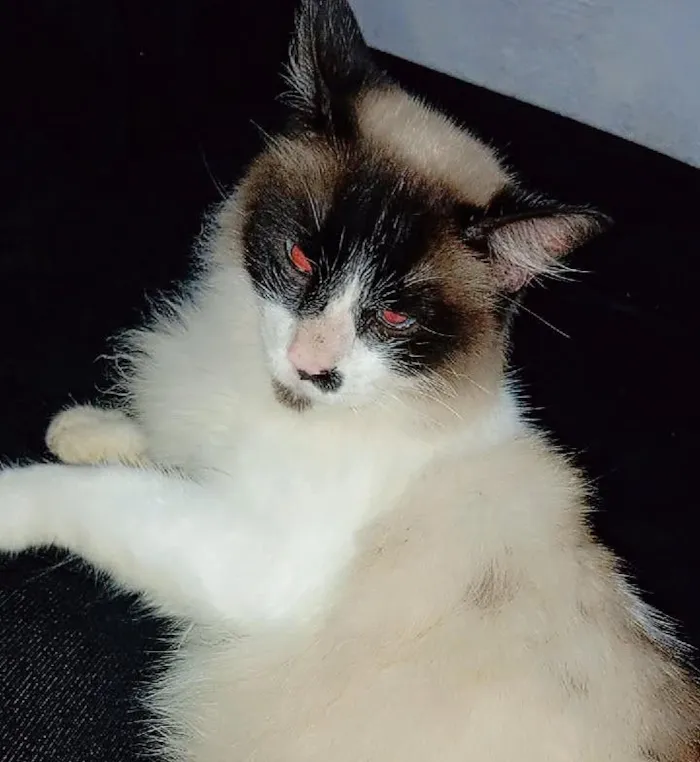 Gato raça SRD-ViraLata idade 1 ano nome Falar com Palloma - Whats 11 96770-8378