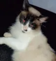 Falar com Palloma - Whats 11 96770-8378