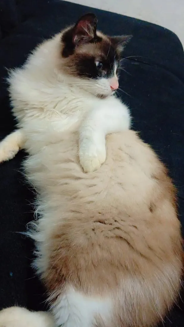 Gato raça SRD-ViraLata idade 1 ano nome Falar com Palloma - Whats 11 96770-8378