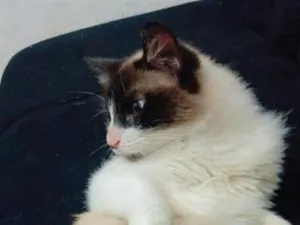 Gato raça SRD-ViraLata idade 1 ano nome Falar com Palloma - Whats 11 96770-8378