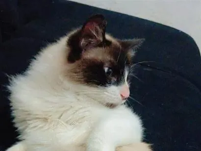 Gato raça SRD-ViraLata idade 1 ano nome Falar com Palloma - Whats 11 96770-8378