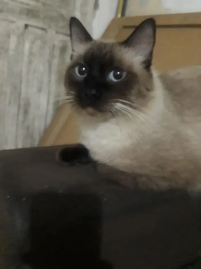 Gato raça Siamês idade 7 a 11 meses nome Apolo