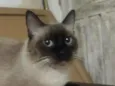 Apolo