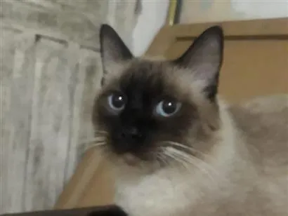 Gato raça Siamês idade 7 a 11 meses nome Apolo