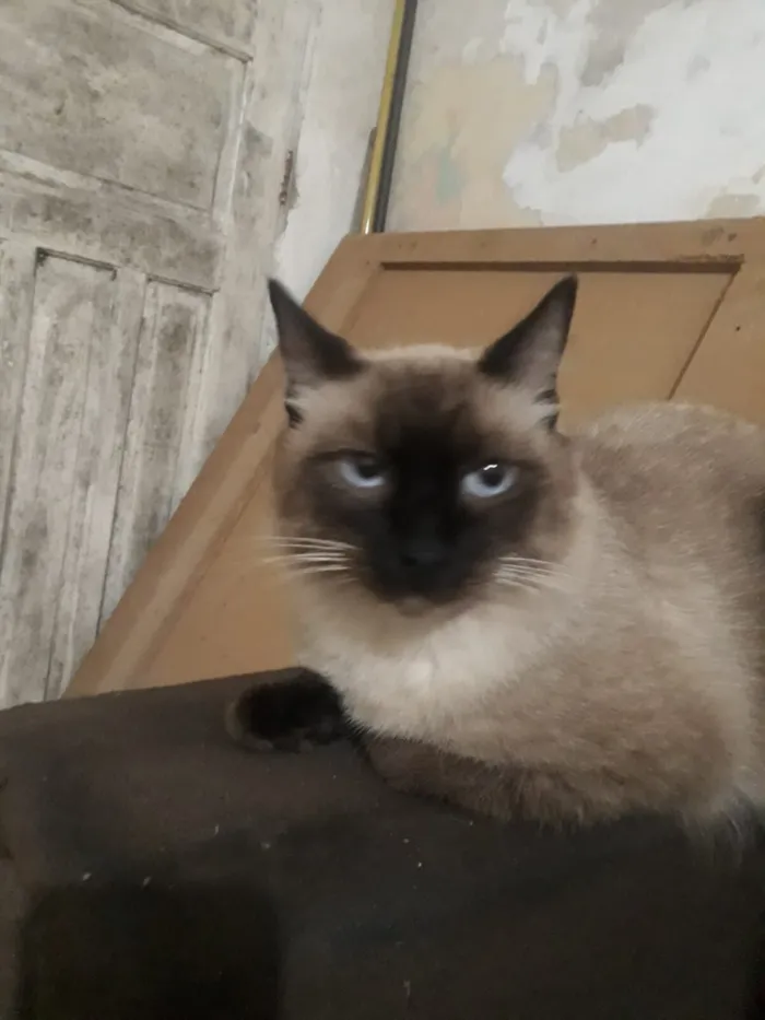 Gato raça Siamês idade 7 a 11 meses nome Apolo
