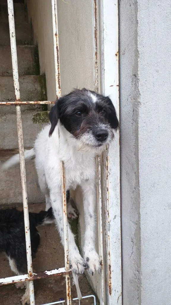 Cachorro raça SRD-ViraLata idade 2 a 6 meses nome Falar com Elizete - Whats 11 99012-5176