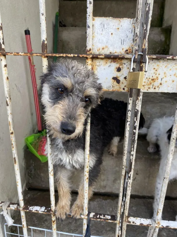 Cachorro raça SRD-ViraLata idade 2 a 6 meses nome Falar com Elizete - Whats 11 99012-5176