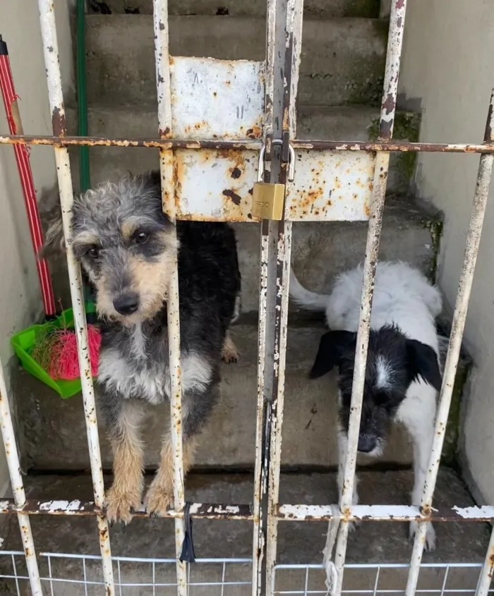 Cachorro raça SRD-ViraLata idade 2 a 6 meses nome Falar com Elizete - Whats 11 99012-5176
