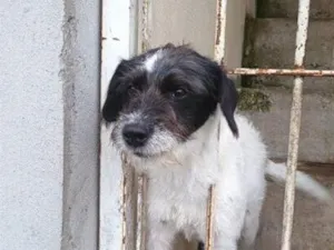 Cachorro raça SRD-ViraLata idade 2 a 6 meses nome Falar com Elizete - Whats 11 99012-5176
