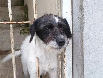 Cachorro raça SRD-ViraLata idade 2 a 6 meses nome Falar com Elizete - Whats 11 99012-5176