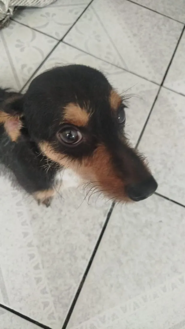 Cachorro raça SRD-ViraLata idade 1 ano nome blu