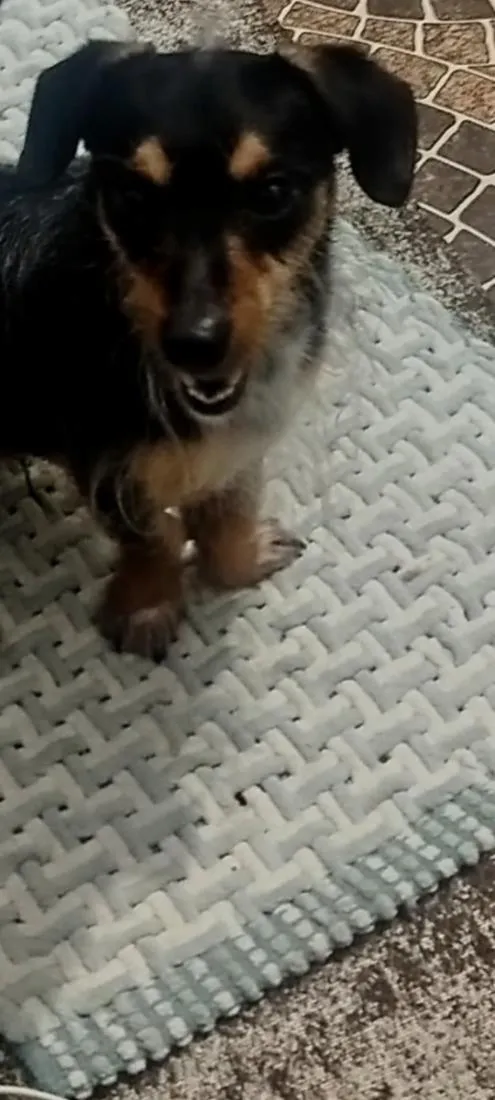 Cachorro raça SRD-ViraLata idade 1 ano nome blu