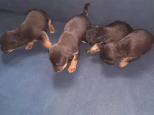 Cachorro raça SRD-ViraLata idade Abaixo de 2 meses nome PELUDO